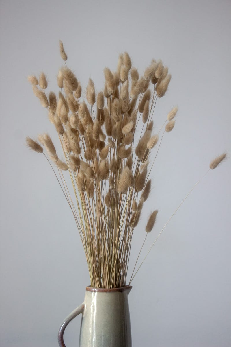 Suszony Dmuszek Jajowaty (Piaskowy)