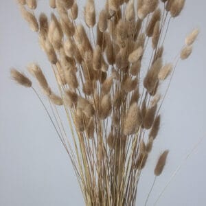 Suszony Dmuszek Jajowaty (Piaskowy) - obrazek 3