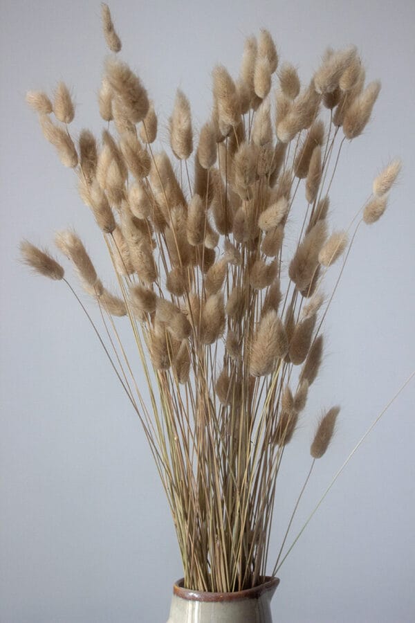 Suszony Dmuszek Jajowaty (Piaskowy)