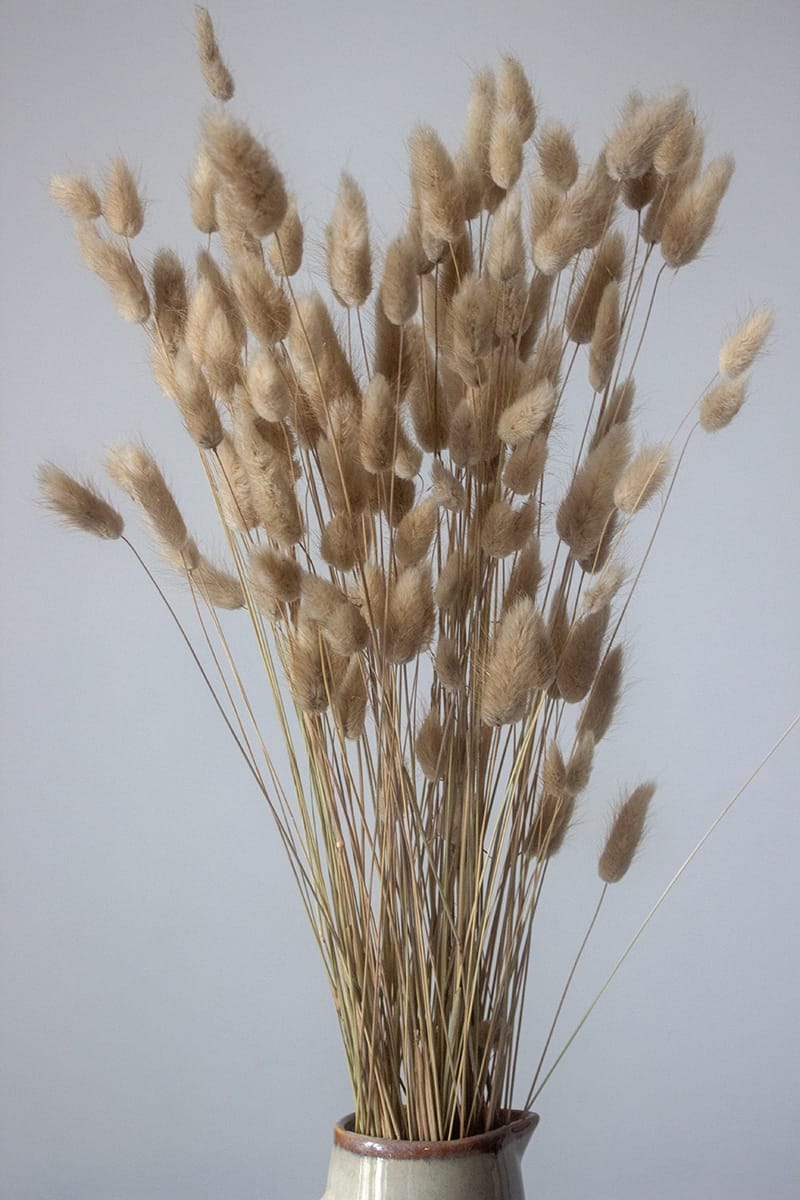 Suszony Dmuszek Jajowaty (Piaskowy) - obrazek 3