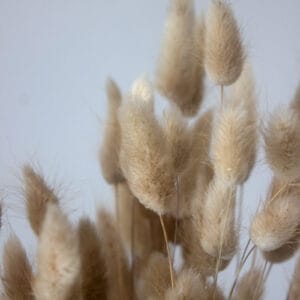 Suszony Dmuszek Jajowaty (Piaskowy) - obrazek 2