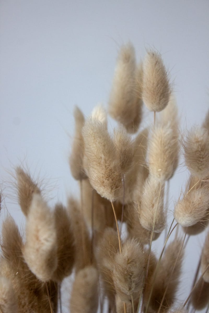 Suszony Dmuszek Jajowaty (Piaskowy) - obrazek 2