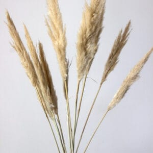 Trawa Pampasowa