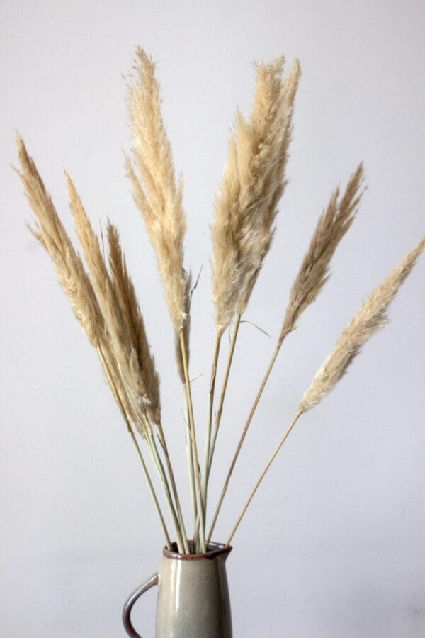 Trawa pampasowa Trawa Pampasowa