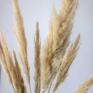 Trawa Pampasowa - obrazek 3