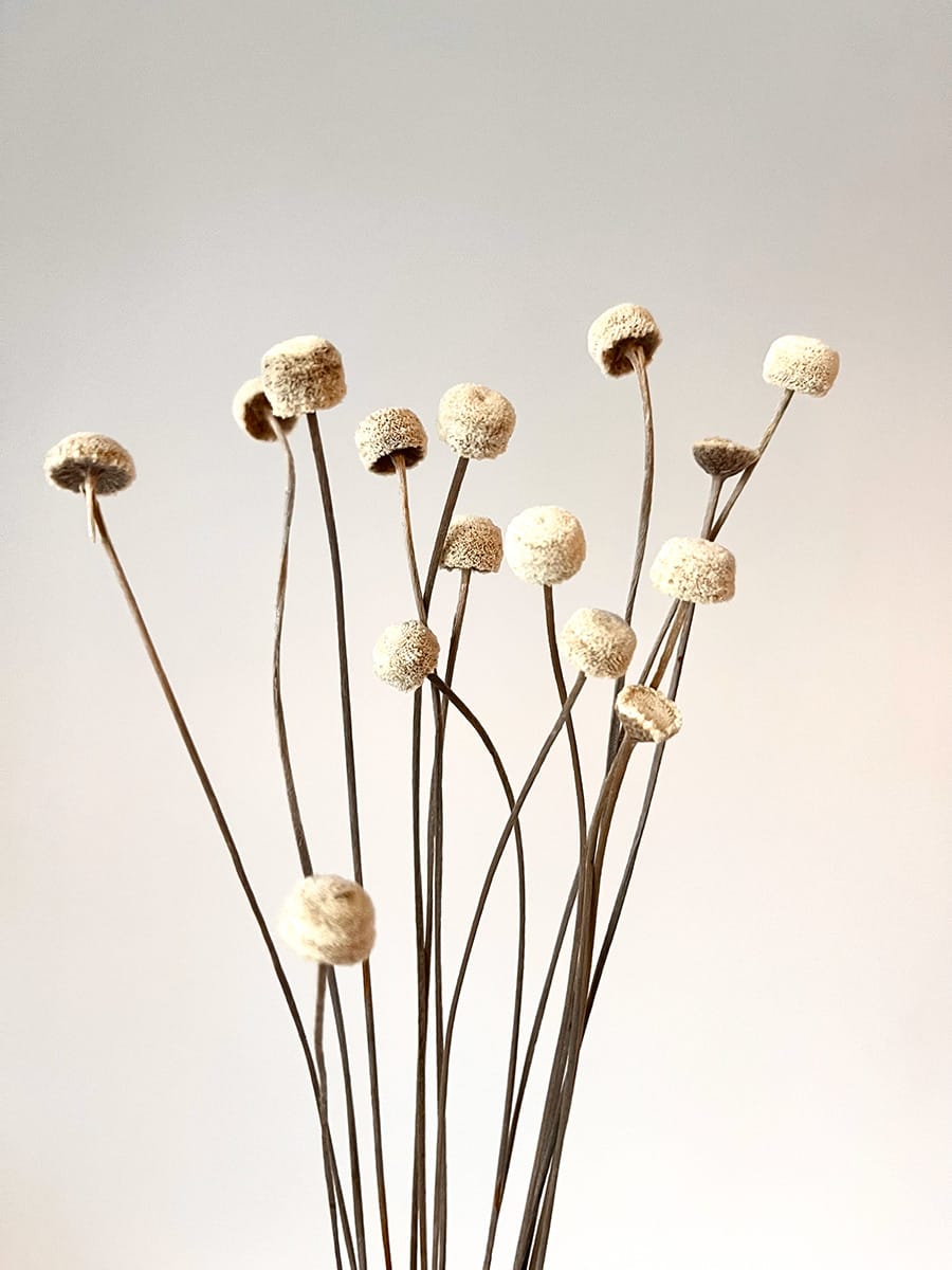 Botao Suszone - obrazek 3