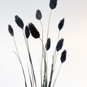 Phalaris Suszony (Czarny) - obrazek 3