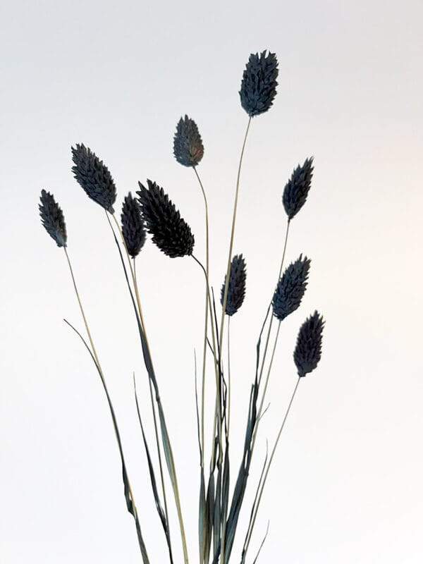 Phalaris Suszony (Czarny)