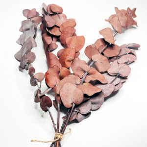 Eukaliptus Stabilizowany (Bordowy)