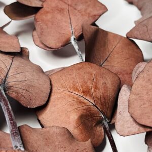 Eukaliptus Stabilizowany (Bordowy)