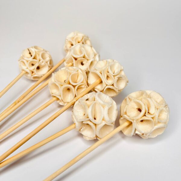 Kwiaty Shola Kwiaty Shola