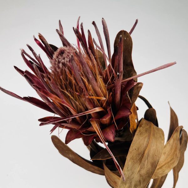 Protea Królewska Protea Królewska