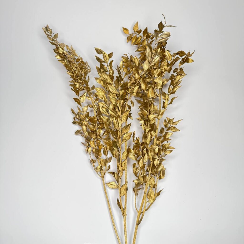 Ruskus stabilizowany zloty