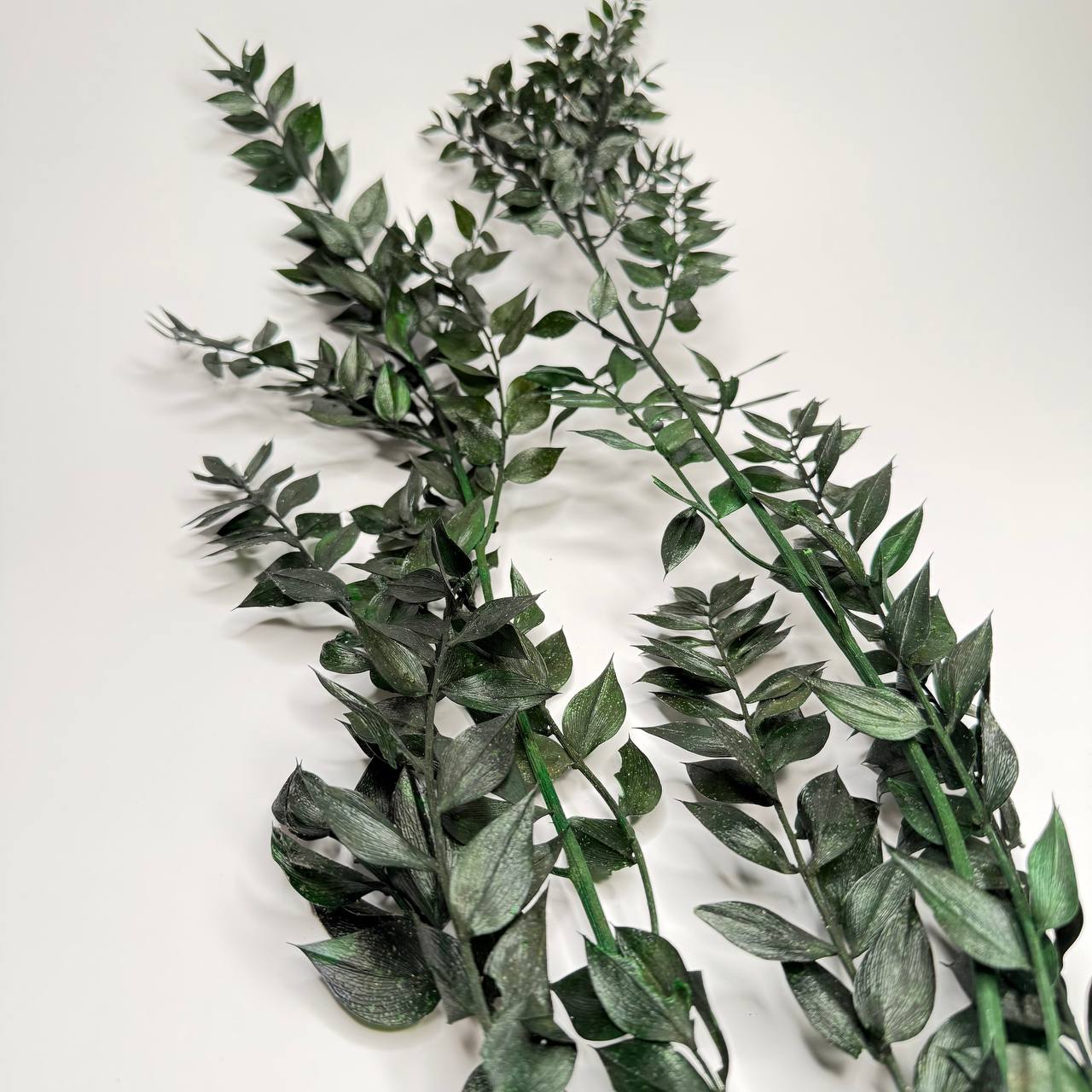 Ruskus Stabilizowany Zielony