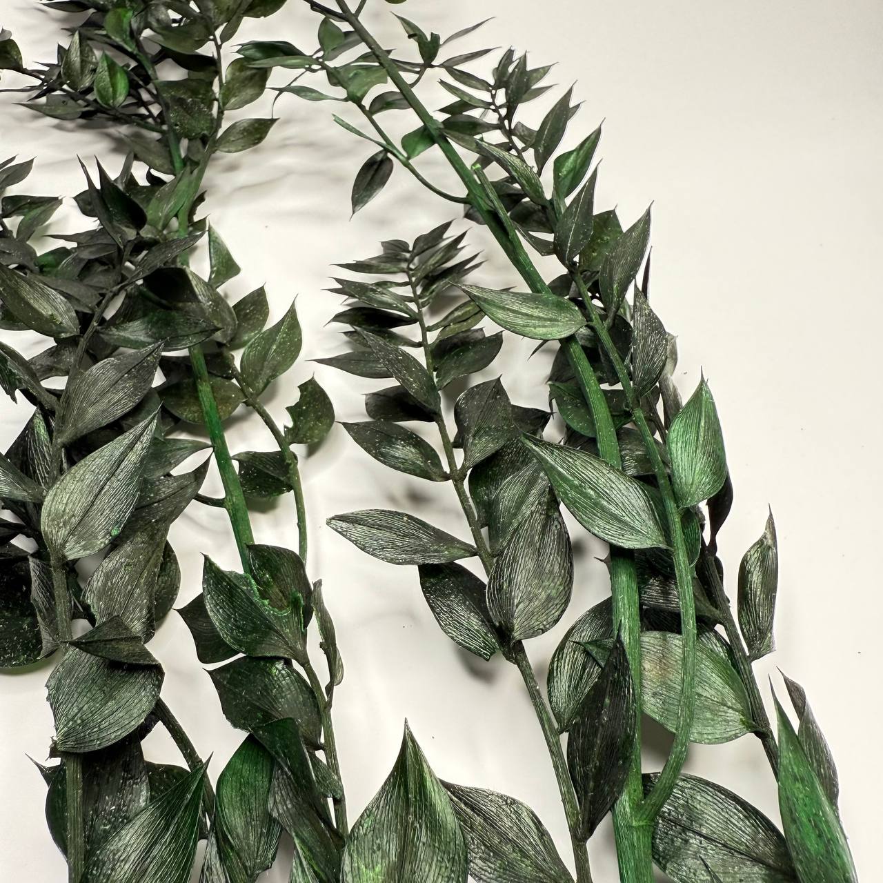 Ruskus Stabilizowany Zielony