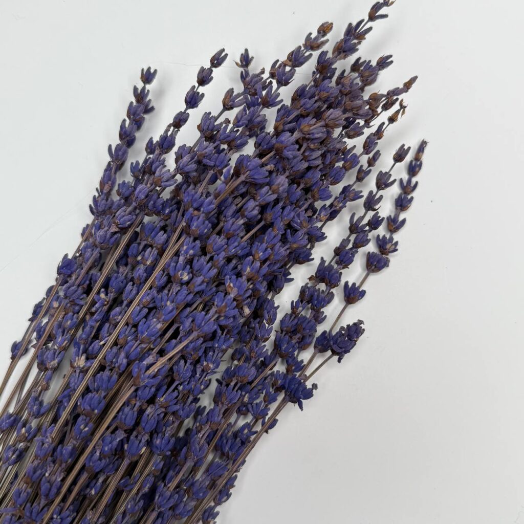 lawenda stabilizowana