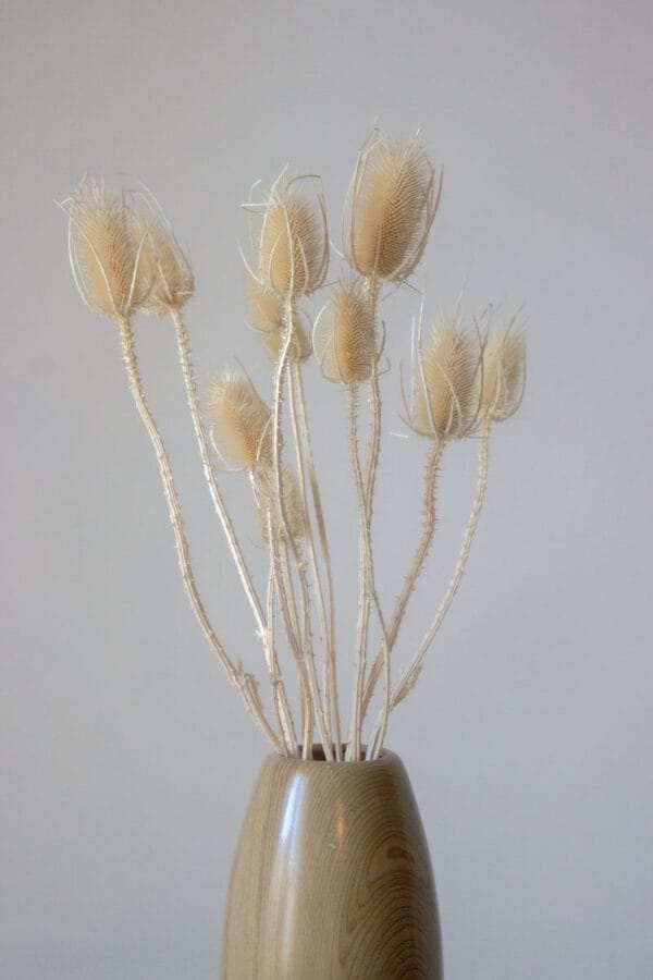 oset suszony oset suszony