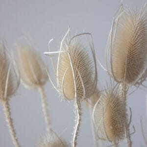 Oset Suszony - obrazek 2