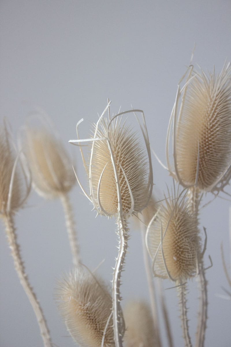 Oset Suszony - obrazek 2