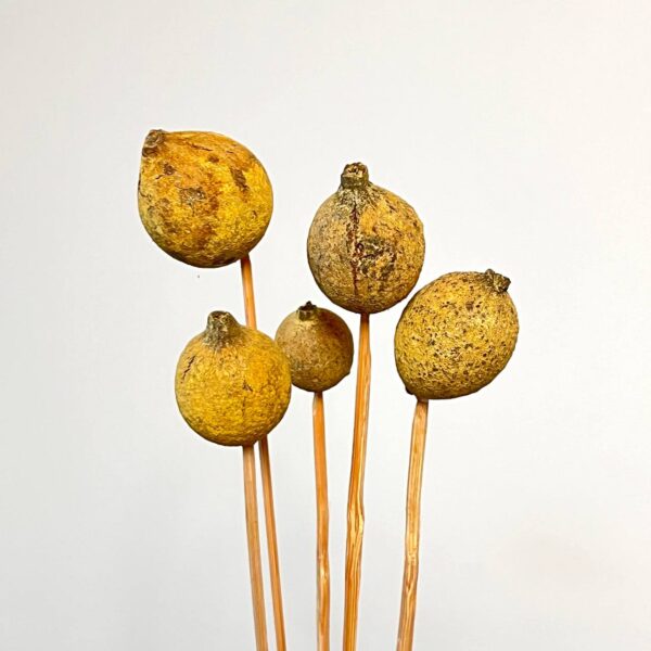 Granat Suszony Musztardowy