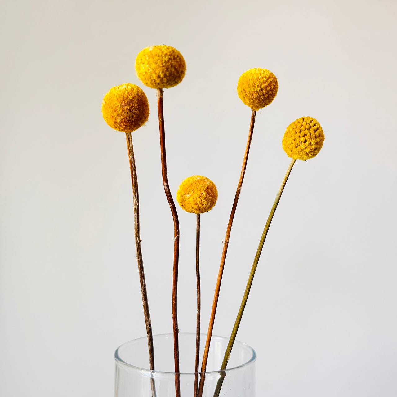 Kraspedia Kulista Żółta