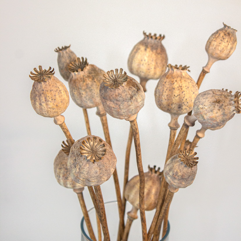 Mak Suszony Szary - obrazek 3