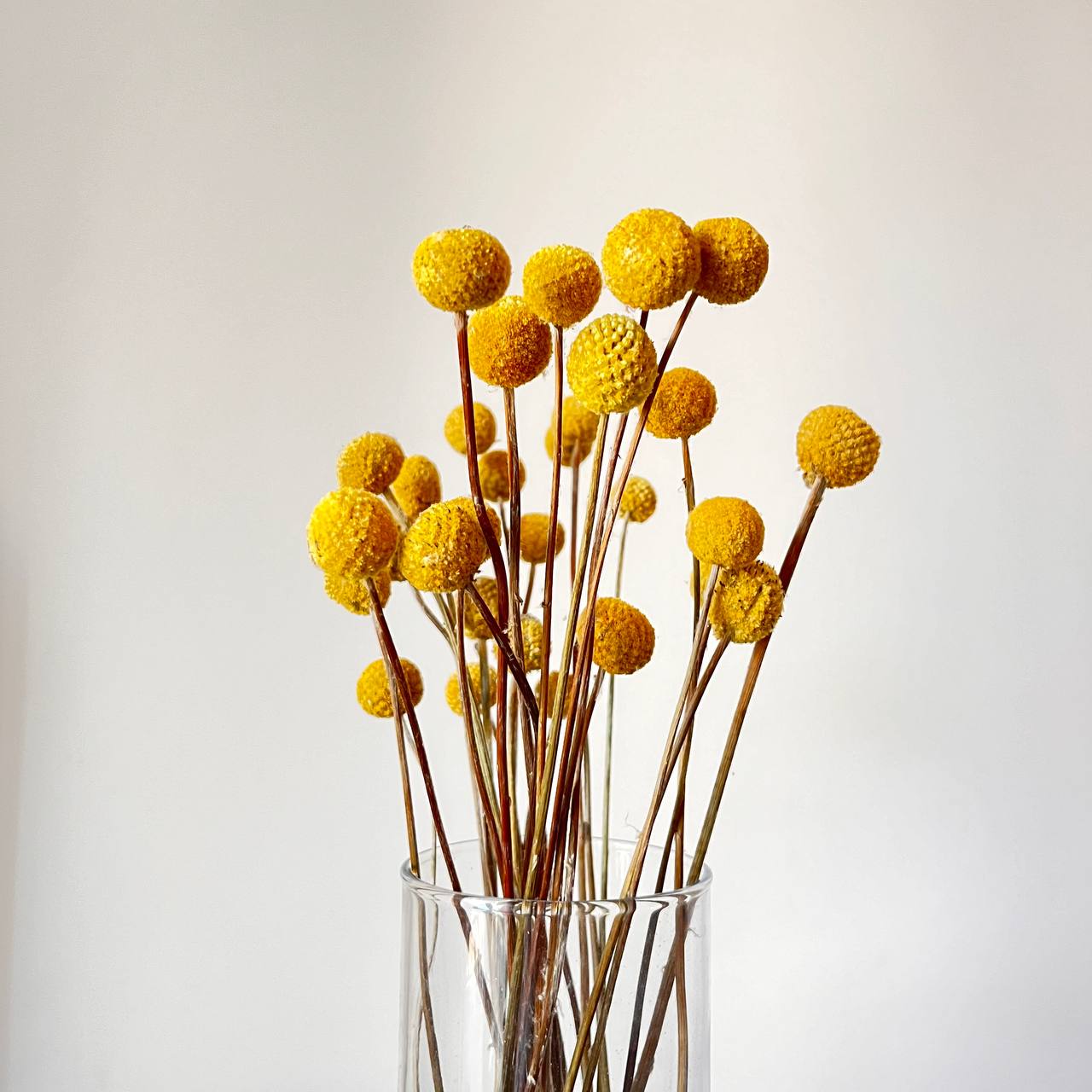 Kraspedia Kulista Żółta