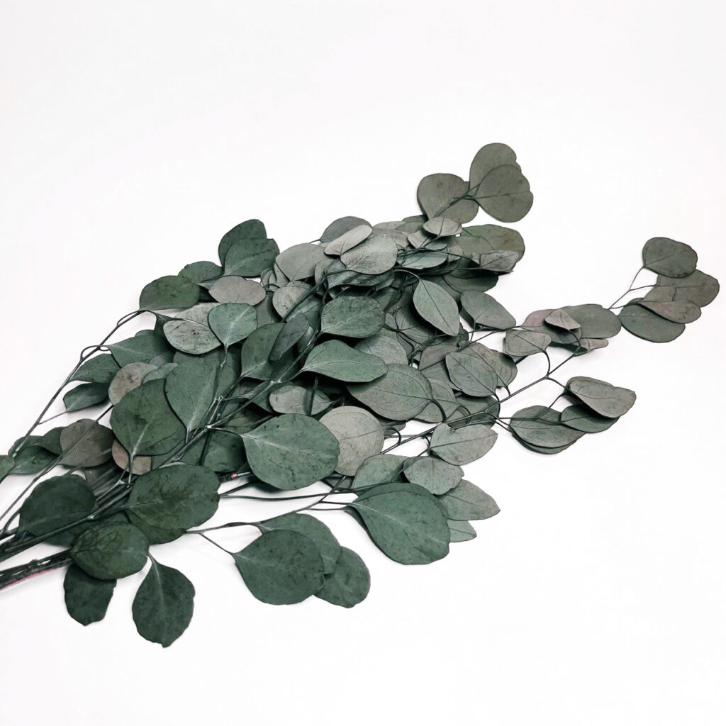 Eukaliptus stabilizowany