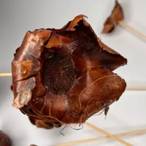 Kwiat orzechowca naturalny