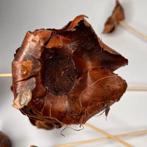 Kwiat orzechowca naturalny