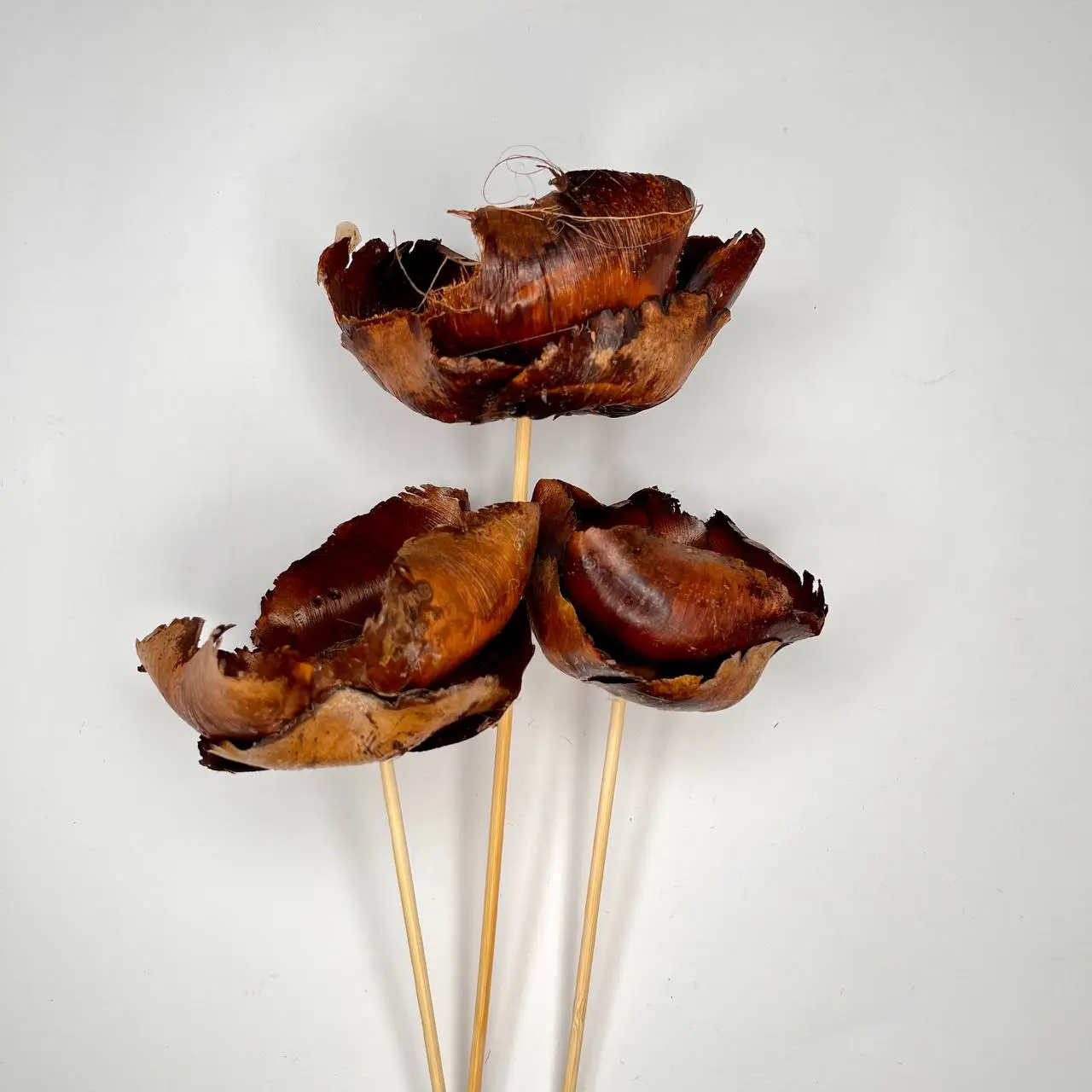 Kwiat orzechowca naturalny