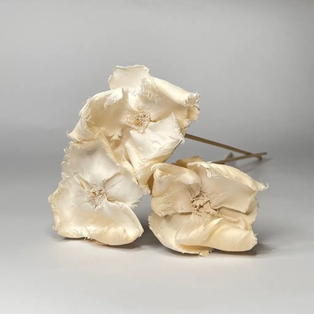 Kwiat Orzechowca Bielony