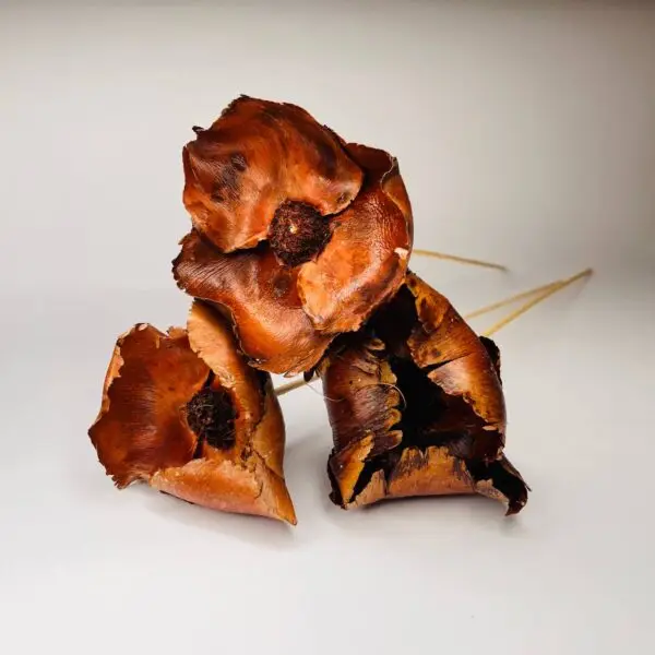 Kwiat orzKwiat Orzechowca Naturalnyechowca naturalny Kwiat Orzechowca Naturalny