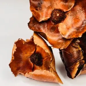 Kwiat orzechowca naturalny