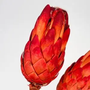 Protea Suszona Czerwona