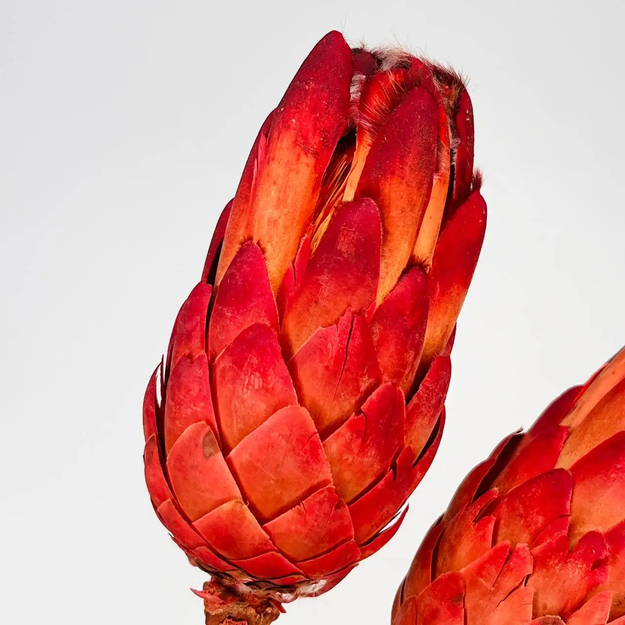 Protea Suszona Czerwona