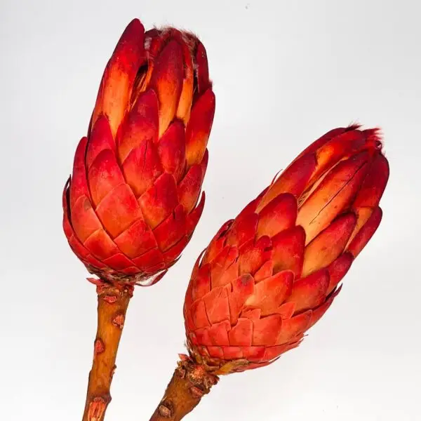 Protea Suszona Czerwona