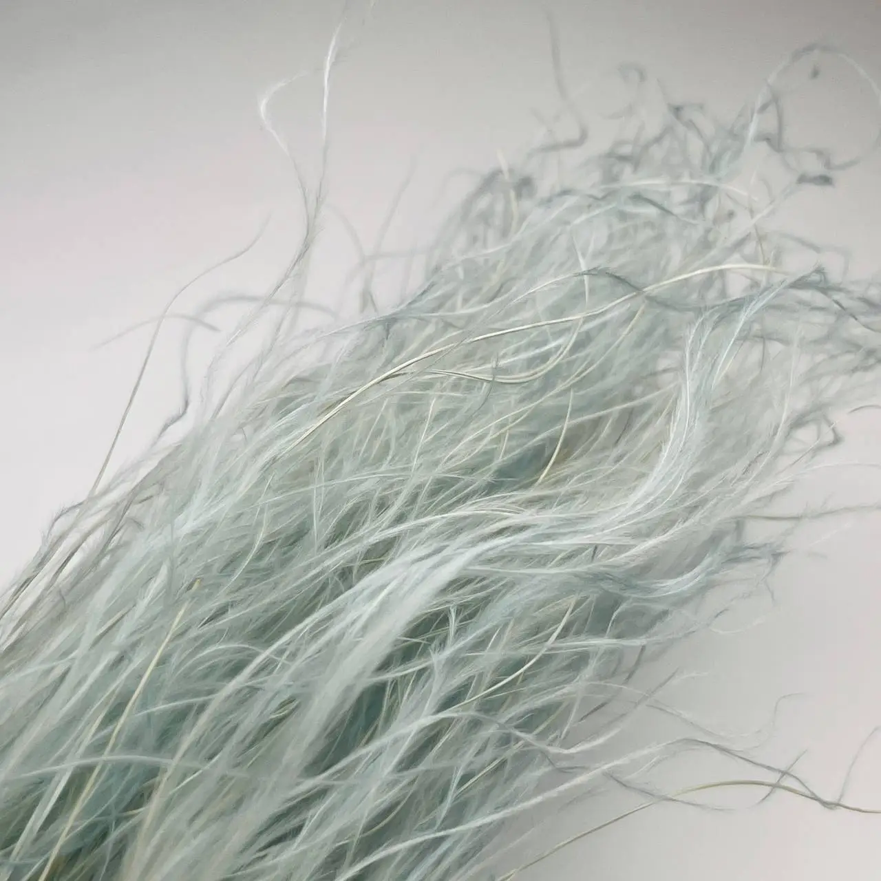 trawa stipa
