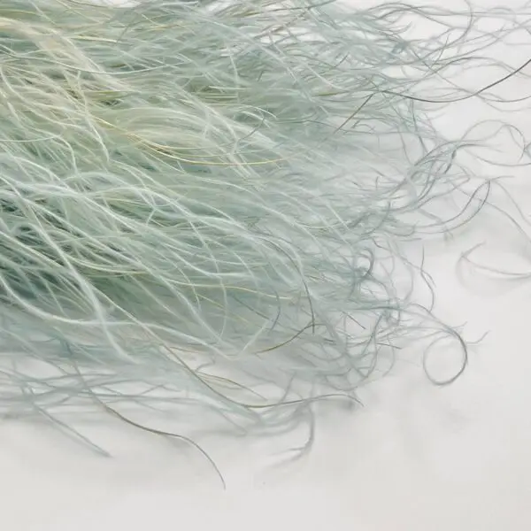 trawa stipa