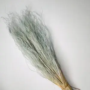 trawa stipa