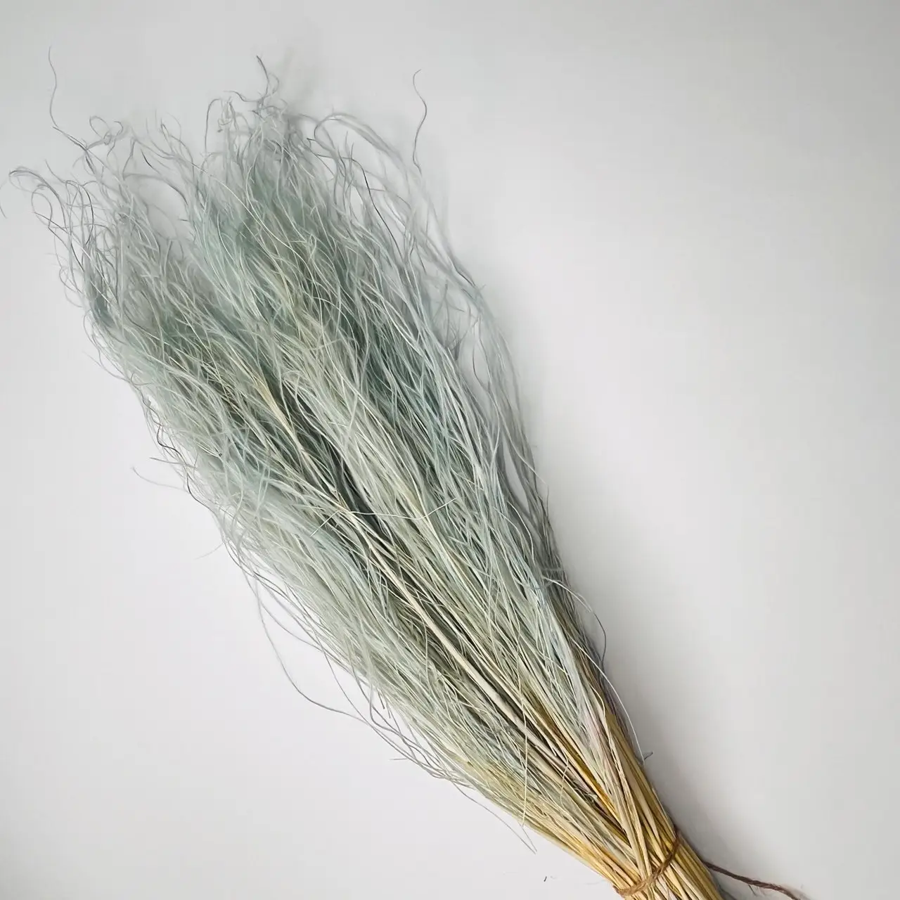 trawa stipa
