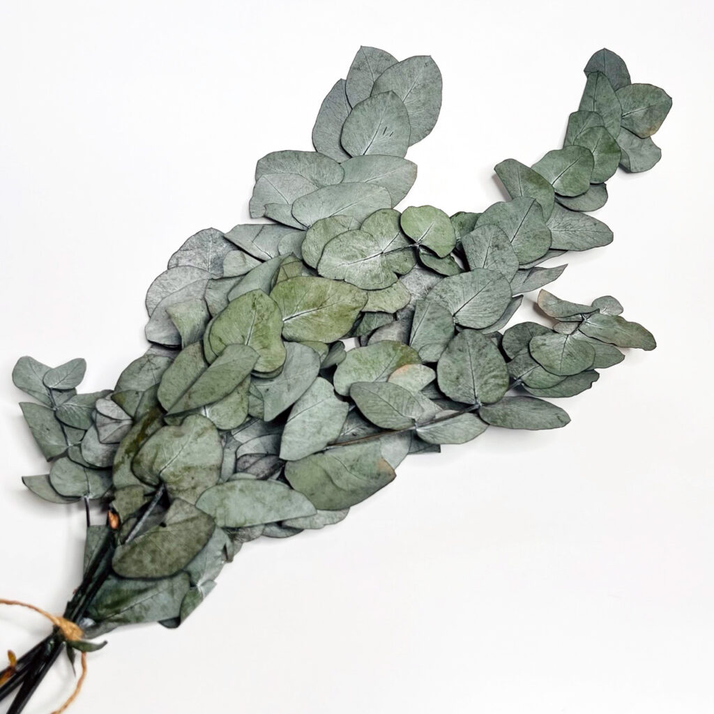 Eukaliptus Stabilizowany