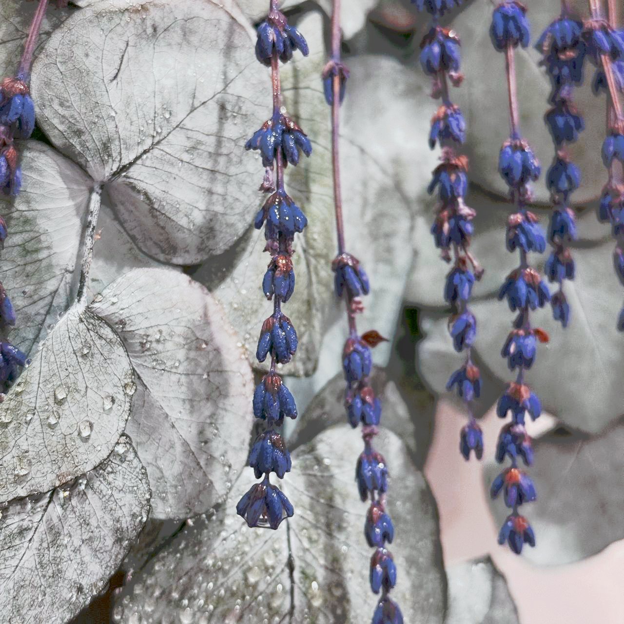 Eukaliptus i lawenda pod prysznic