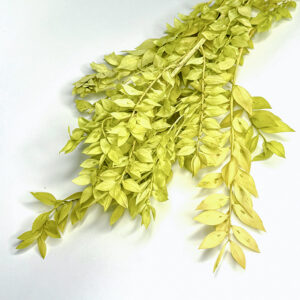 Ruskus stabilizowany jasnozielony