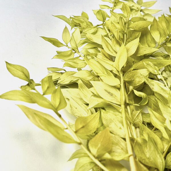 Ruskus Stabilizowany