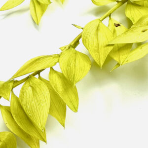 Ruskus stabilizowany jasnozielony