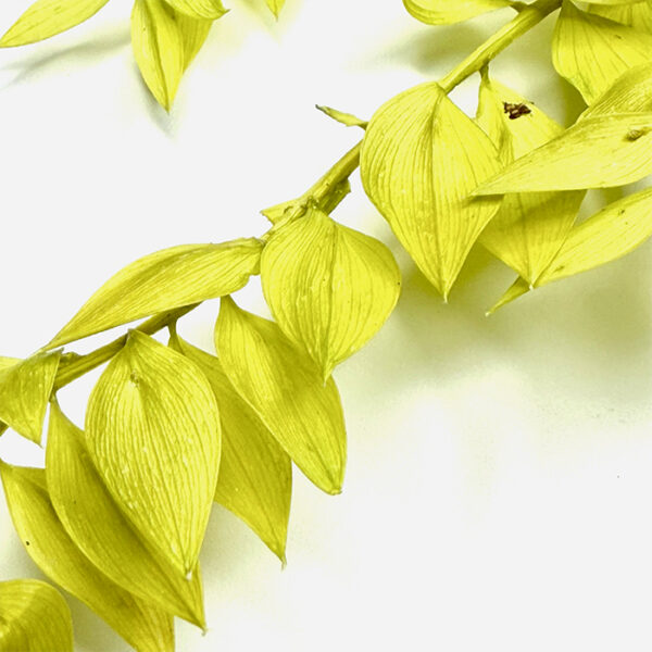 Ruskus stabilizowany jasnozielony