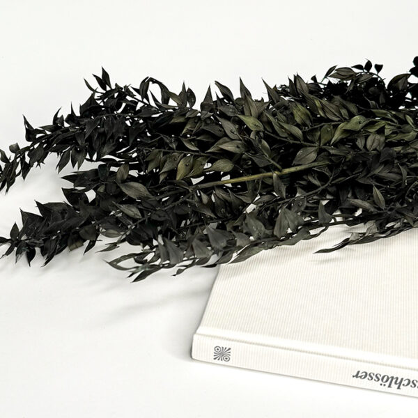 Ruskus Stabilizowany Ciemny