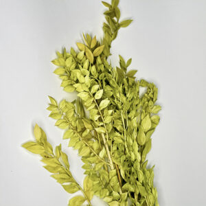 Ruskus stabilizowany jasnozielony