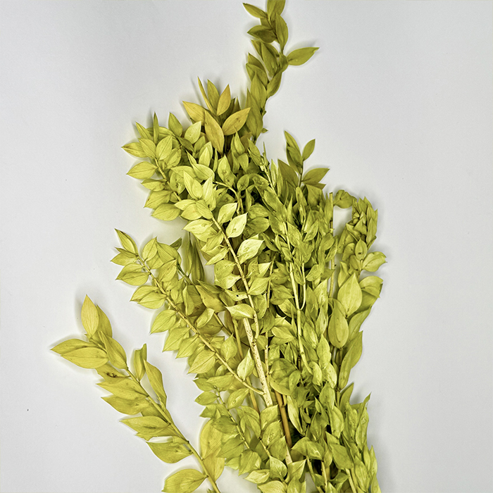 Ruskus stabilizowany jasnozielony